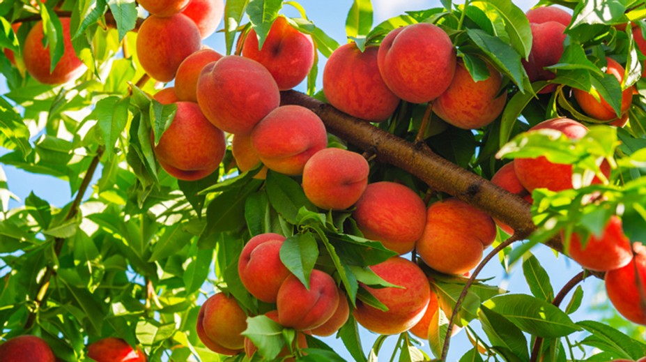 Dozrelo ovocie, ktoré prospieva našej duševnej pohode