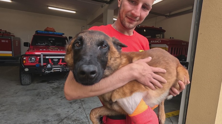 Záchranársky pes sa zranil pri dopravnej nehode. Majiteľ však na jeho liečbu nemá peniaze