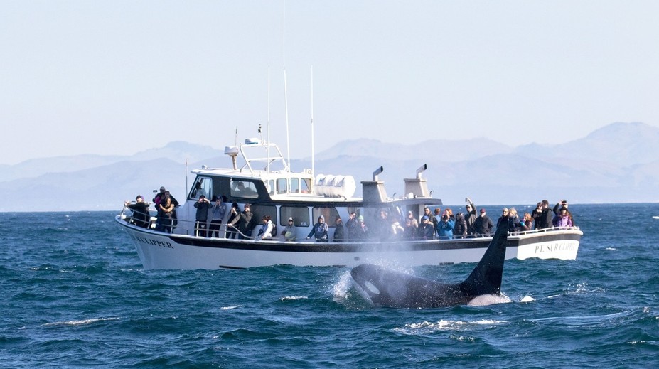 Vedci už zrejme vyriešili záhadu útokov kosatiek na lode. Za ich správaním nie je pomsta ľudstvu