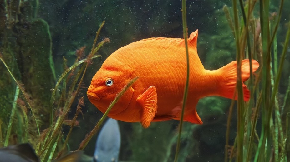 Rybár ulovil najväčšiu „zlatú rybku“ na svete. Jej hmotnosť vám vyrazí dych