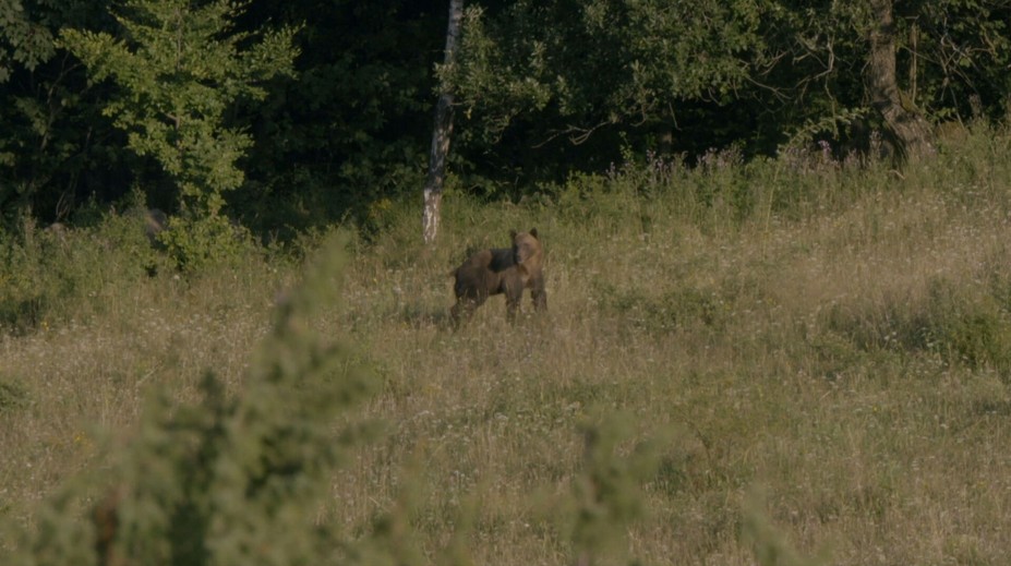 Najviac medveďov usmrtili na Poľane. S kamerou sme tam strávili noc, pozrite sa, ako to tam vyzeralo
