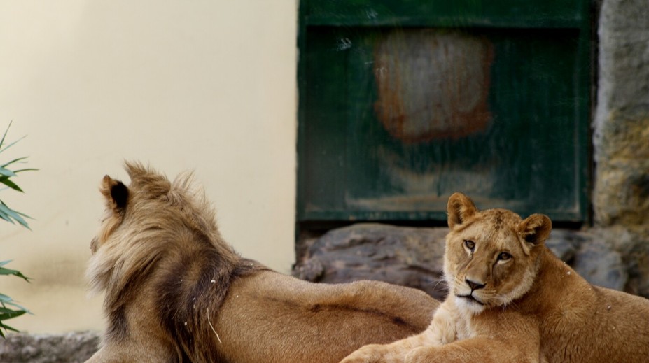 V bojnickej zoo urobili neľahké rozhodnutie, museli utratiť vzácnu levicu Zaru