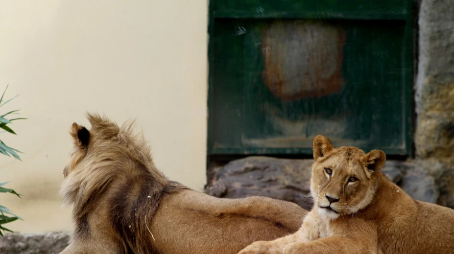 V bojnickej zoo urobili neľahké rozhodnutie, museli utratiť vzácnu levicu Zaru