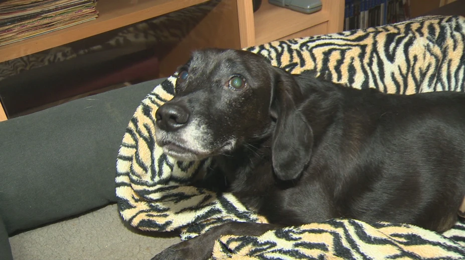 Manželia z Vrábeľ zriadili v dome hospic pre psy, chcú im dať šancu dôstojne dožiť
