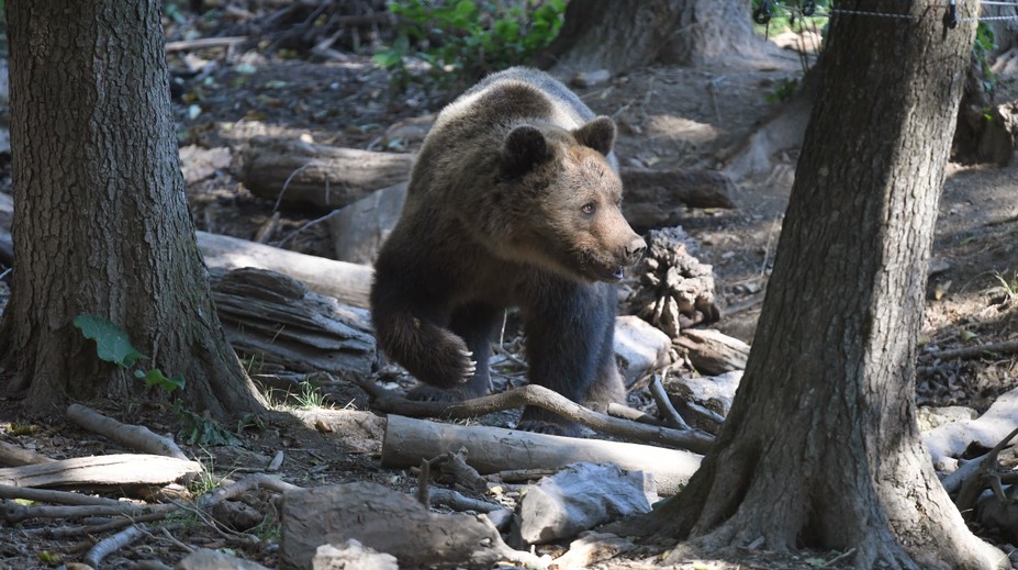 V Alpách majú čoraz väčší problém s medveďmi, evidujú aj napadnutia