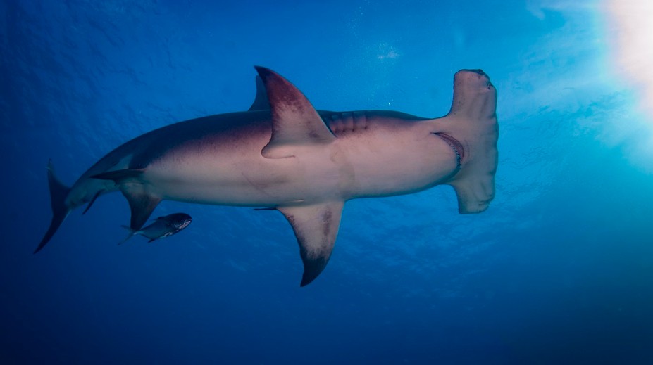 Brutálny útok žraloka neďaleko turistického letoviska. Len 16-ročný chlapec prišiel o hlavu a ruku