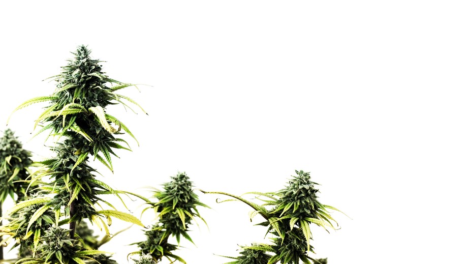 Albánska polícia tohto roku zničila marihuanu za tri miliardy eur