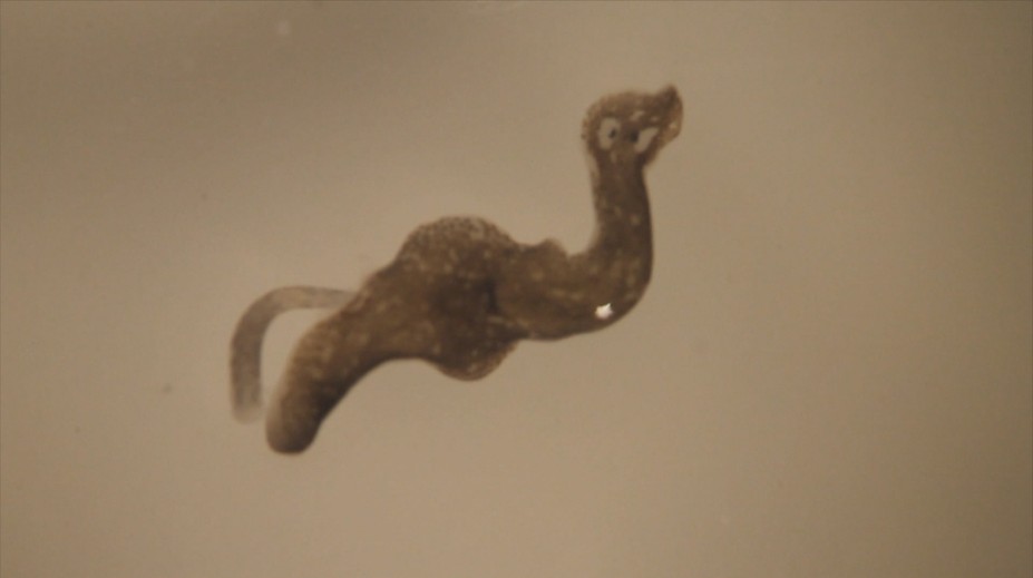 Našim biológom sa nedávno podarilo objaviť viacero organizmov