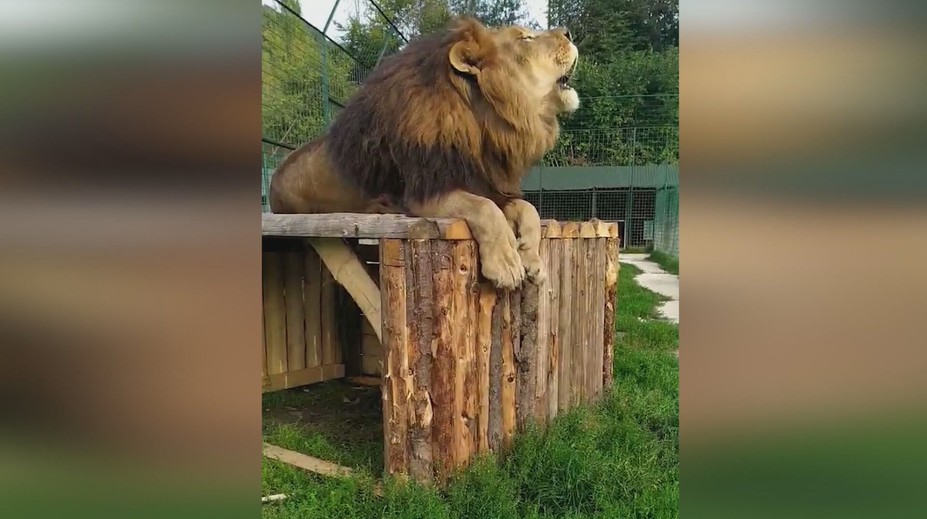 So šelmami na ranči pri Žiline nič neurobili. Ich vystavovanie nie je povolené