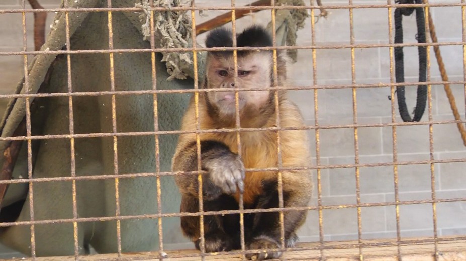 MiniZOO v Žiline chcú zrušiť, ľudia sa búria. Zvieratá v nej vraj žijú v neprijateľných podmienkach