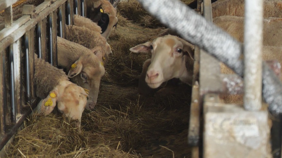 Repelenty proti kliešťom používa čoraz viac chovateľov oviec a kôz. Vakcína ešte len čaká na registráciu