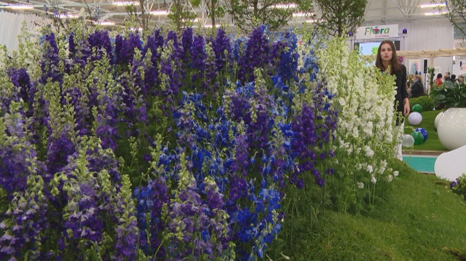 Tohtoročným kvetom Flóry je delfínium. Predstavili viacero odrôd v rôznych farbách