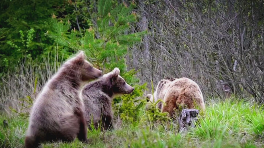 Pri Banskej Bystrici odstránili problémovú medvedicu. Zastrelili aj jej tri mláďatá