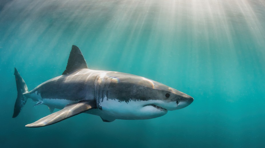 Horor na karibskom ostrove. Žralok zaútočil na muža len pár metrov od brehu, utrpel viaceré zranenia