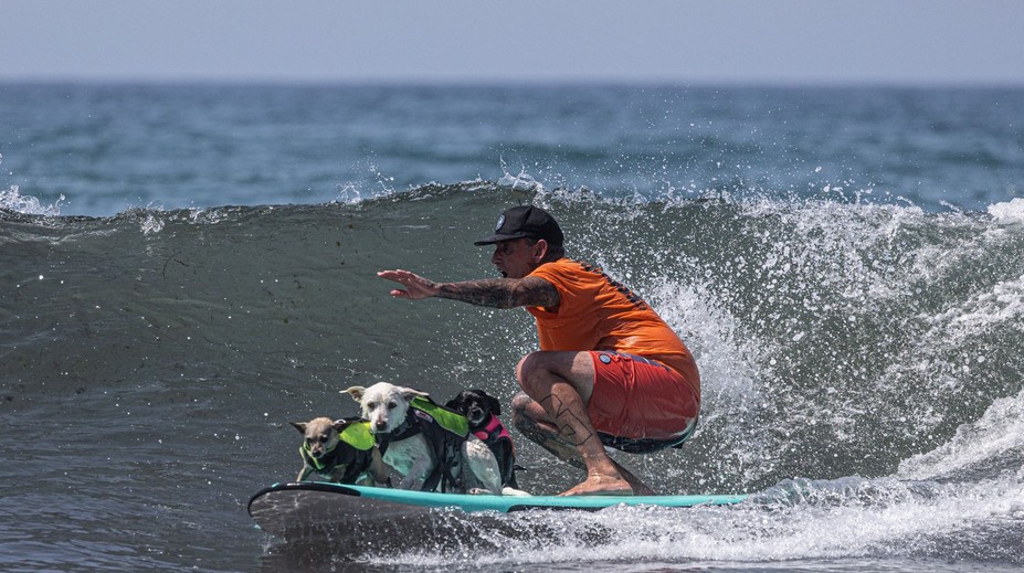 FOTO a VIDEO: Netradičné preteky na vlnách mora. V Kalifornii sa na surfoch predviedli psy