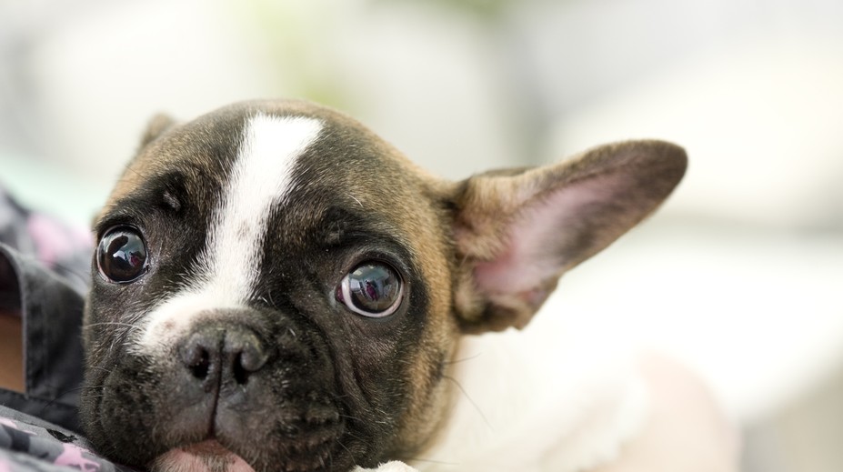 Jesenné hrozby pre zvieratá: Veterinárka radí, ako ich chrániť