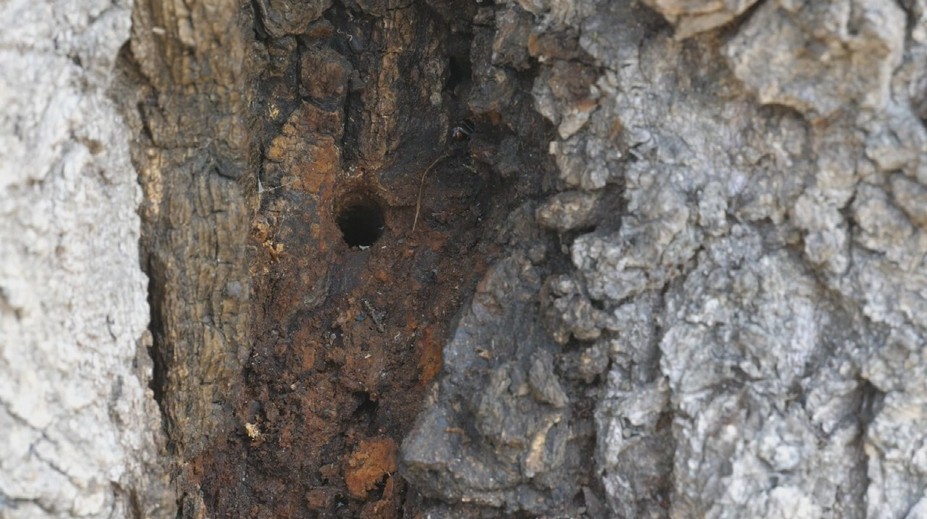 Keď to zbadal, bolo mu do plaču. Chalupárovi ktosi otrávil desiatky rokov zdravé stromy