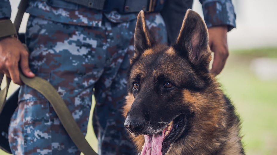 Psovoda (†31) zabili služobné psy, ktoré kŕmil a pravidelne cvičil