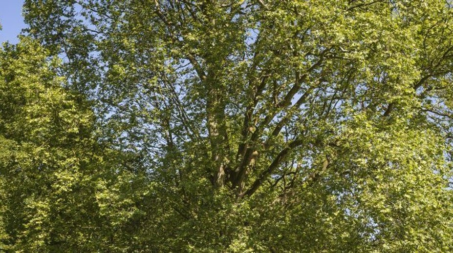 Slovenský Strom roka 2016: Pod zemou je neoddeliteľne spojený s chorým bratom