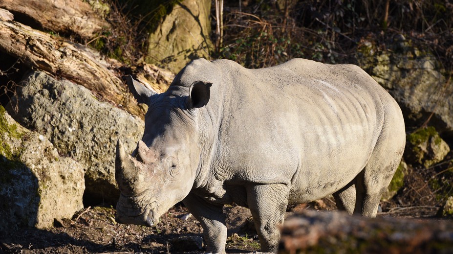 Nosorožec v salzburskej zoo zabil mladú ošetrovateľku. Zranený je aj ďalší zamestnanec