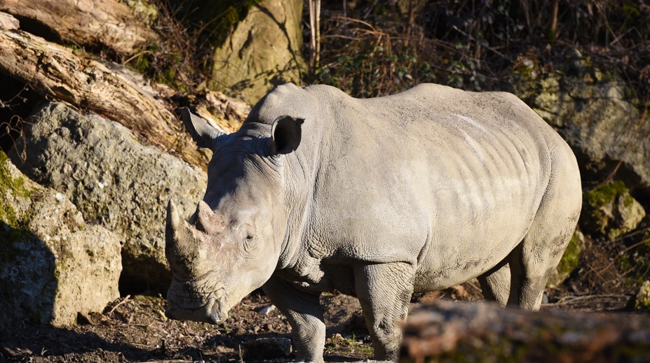 Nosorožec v salzburskej zoo zabil mladú ošetrovateľku. Zranený je aj ďalší zamestnanec