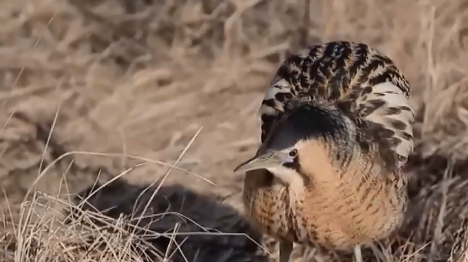 Na východnom Slovensku zachraňujú vtáka, ktorý bučí ako krava