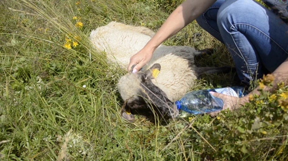 Turistka na Donovaloch našla bezvládnú ovečku. Keď ju priniesla bačovi, zostala zhrozená