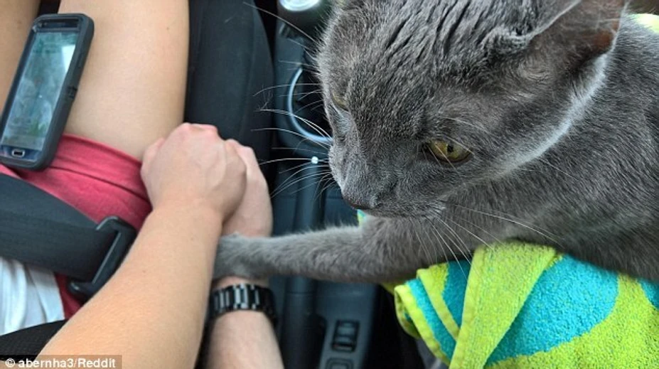 Kocúrik sa držal za ruky so svojimi majiteľmi počas poslednej cesty k veterinárovi