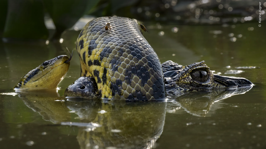 FOTO: Súboj anakondy s kajmanom či víriaci sa húf žubrienok. Toto sú najlepšie snímky prírody za rok 2024