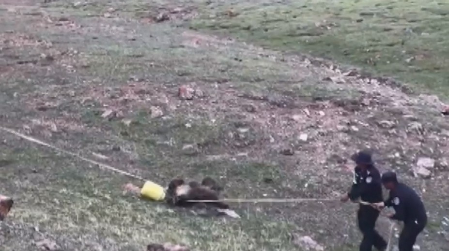 VIDEO: Vyčerpávajúca záchranná akcia. Medveď s barelom na hlave odmietal vyslobodenie