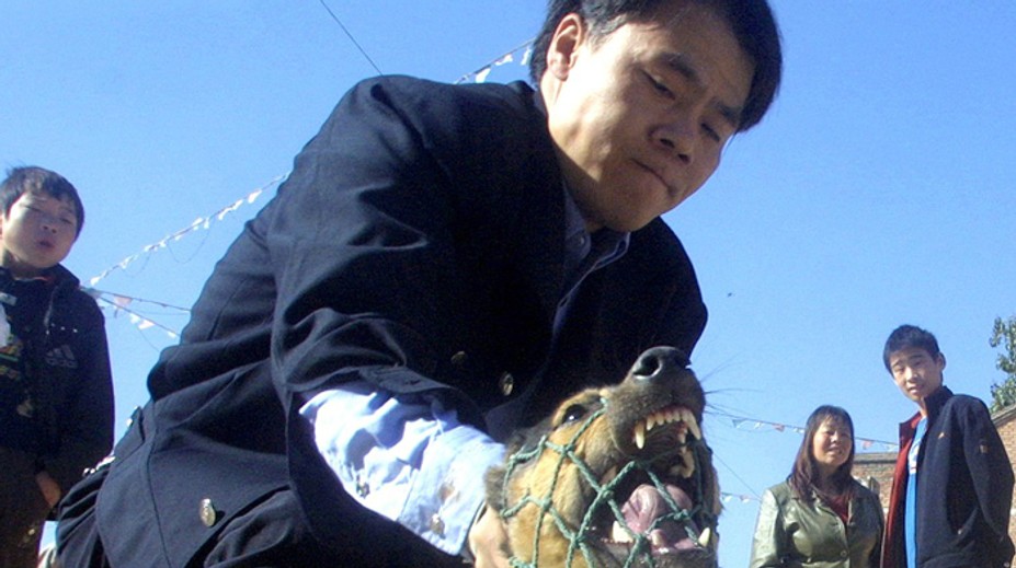 Na festivale jedla v Číne za necelé dva týždne zjedia vyše 5 000 psov