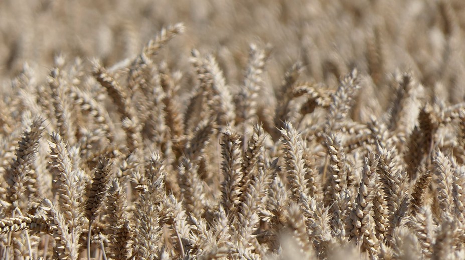 Rusko a Turecko dosiahli dohodu: Africkým krajinám v núdzi budú bezplatne dodávať obilie