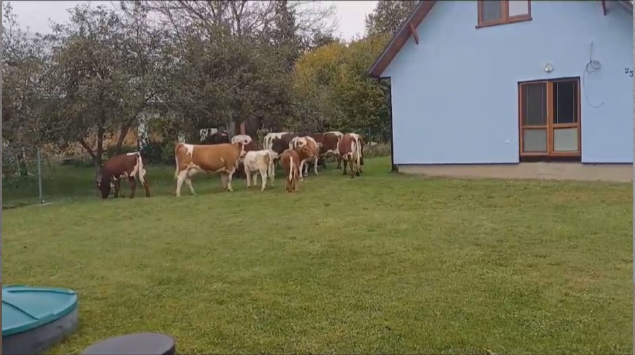 V Ladomirovej pri Svidníku sa ľudia boja o deti. Okolo domov sa im prechádzajú kravy aj býk