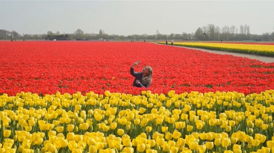 Holandské tulipány už dozreli. Väčšina úrody sa tento rok vyhodí