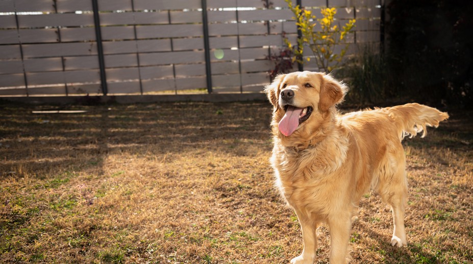Niekto hodil petardu na dvor domu. Vybuchla psovi v papuli