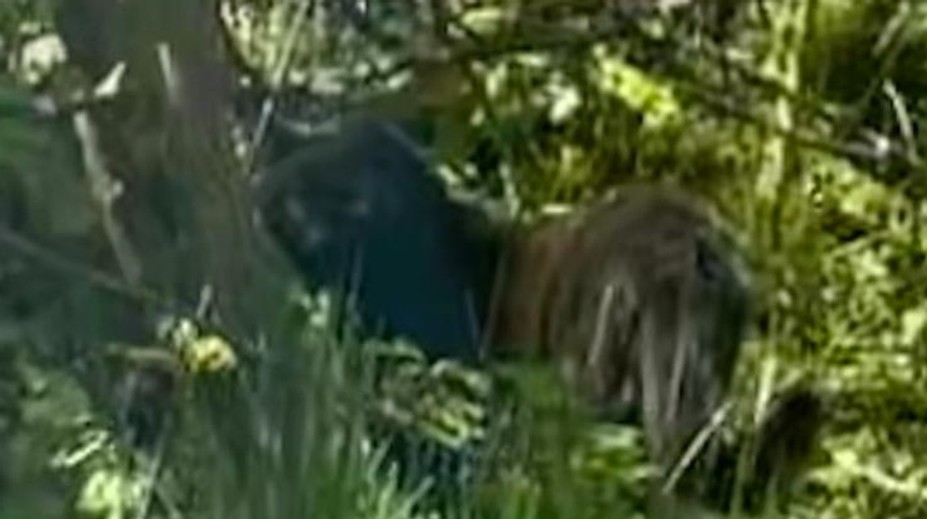 Žena na severe Čiech odfotila veľkú mačkovitú šelmu, úrady vyzvali ľudí, aby nechodili do lesov