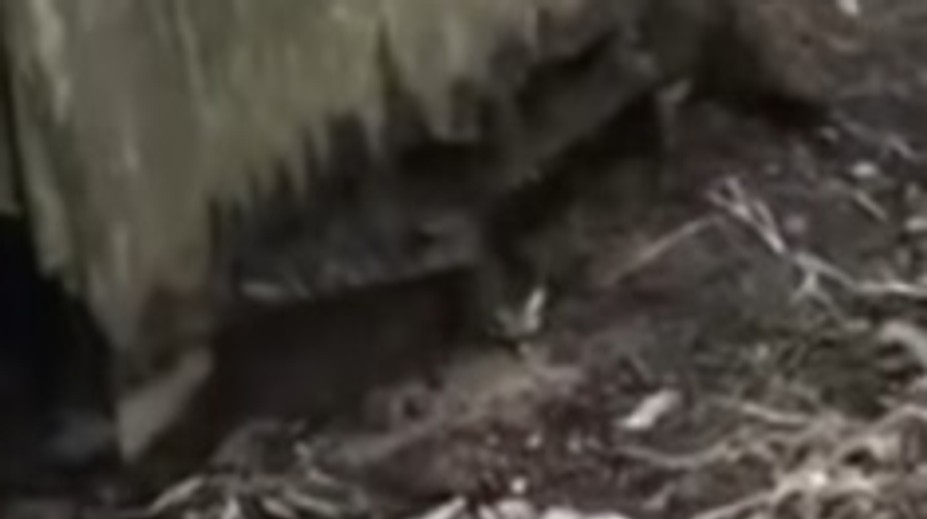 Video len pre silné povahy: Pod starou kôlňou sa skrývalo nemilé prekvapenie