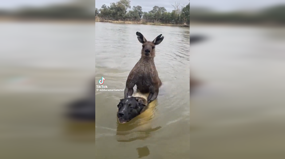 VIDEO: Muž sa vrhol na dvojmetrovú kenguru, ktorá v rieke topila jeho psa