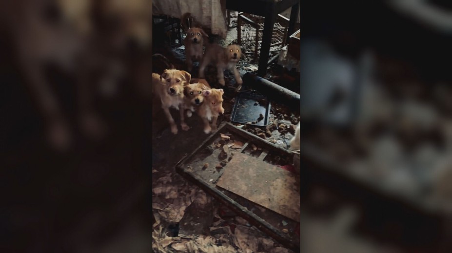 Šokujúce zábery z útulku. Prezentovali sa ako záchrancovia zvierat, držali ich v katastrofálnych podmienkach