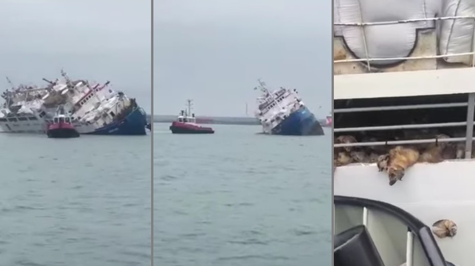 Pri pobreží Rumunska sa prevrhla loď, ktorá prepravovala vyše 14-tisíc oviec