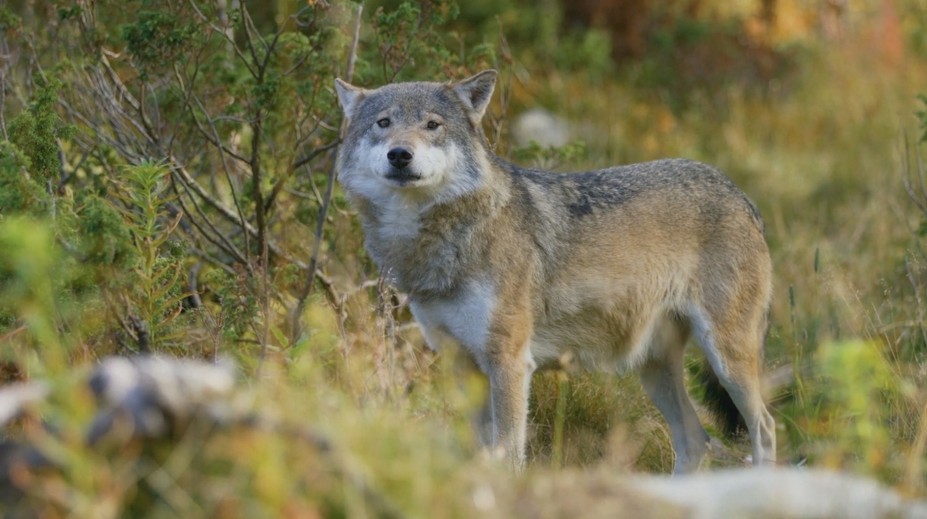 Po 30 rokoch sa dočkali. Vlk dravý bude čoskoro celoročne chráneným živočíchom