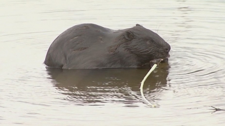 Na Zelenom plese v Tatrách sa udomácnil nezvyčajný návštevník