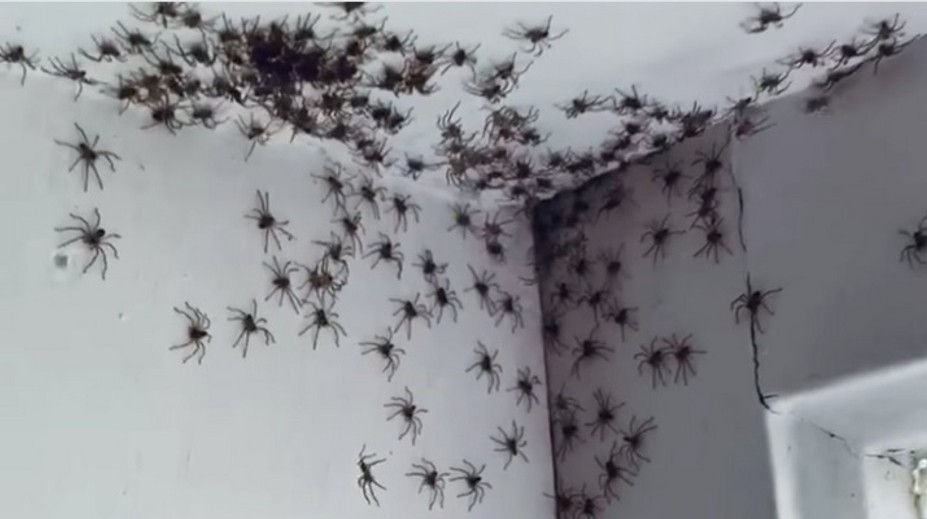 VIDEO: Žena pri vstupe do izby skoro omdlela. Po stene sa šplhali desiatky hrozivých pavúkov