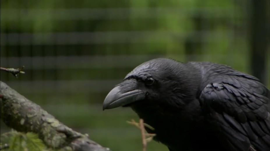 Útočí zákerným spôsobom a trúfne si aj na dospelú ovcu