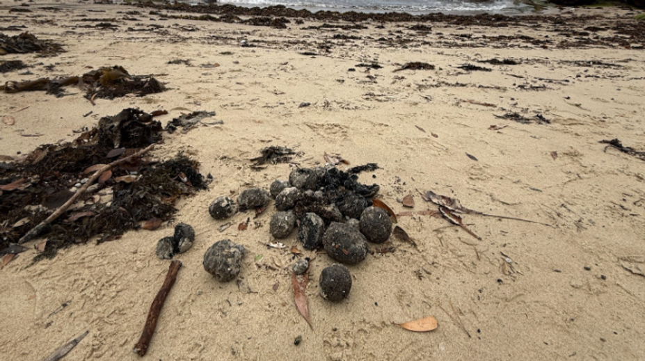 Záhada na populárnej pláži v Sydney. More vyplavilo stovky čiernych gúľ