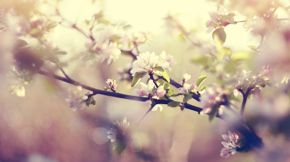 Jar sa tento rok začína skôr. Tu je dôvod