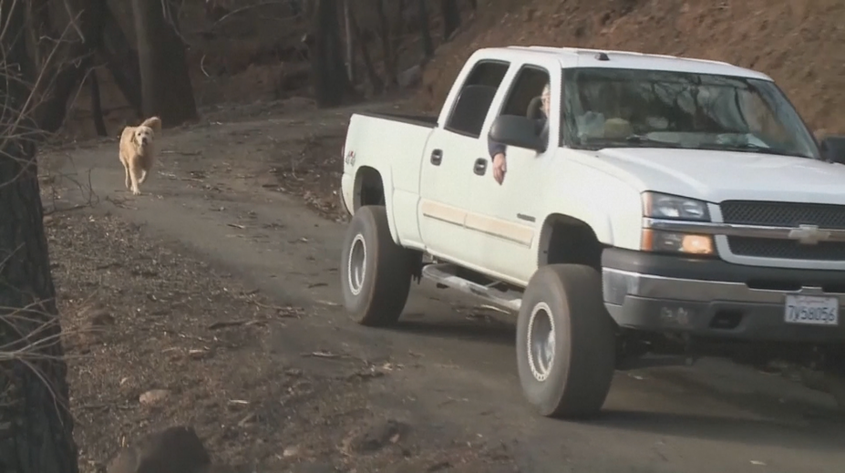 Pes prežil ohnivé peklo v Kalifornii. Mesiac čakal na svoju pani, ktorú dojal k slzám