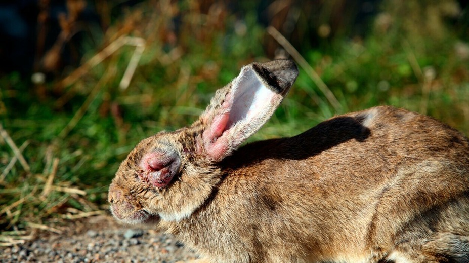 Po českom meste pobehujú králiky bez očí, polícia už zdochliny nestíha zbierať