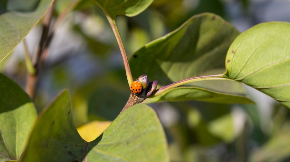 Lienky si robia z bytov zimný hotel. Niektorí hovoria o ich invázii