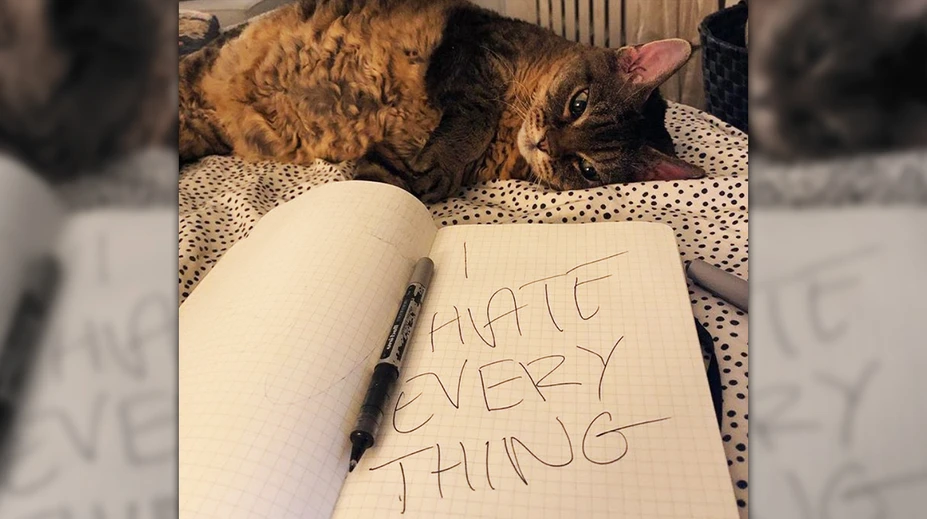 Mačka Grumpy má nasledovníčku. Hviezdou sociálnych sietí sa stala večne sklamaná Barbara